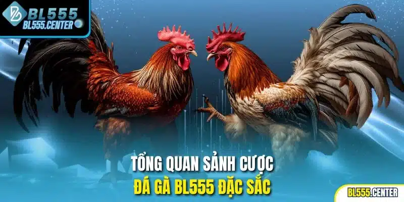 Đá Gà 1 Tổng quan sảnh cược đá gà BL555 đặc sắc